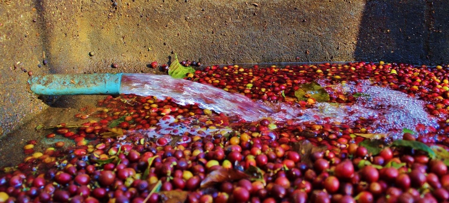 Mengenal Macam Macam Proses Pengolahan Kopi 2333