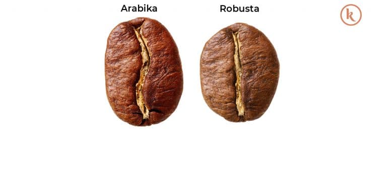 perbedaan robusta dan arabika