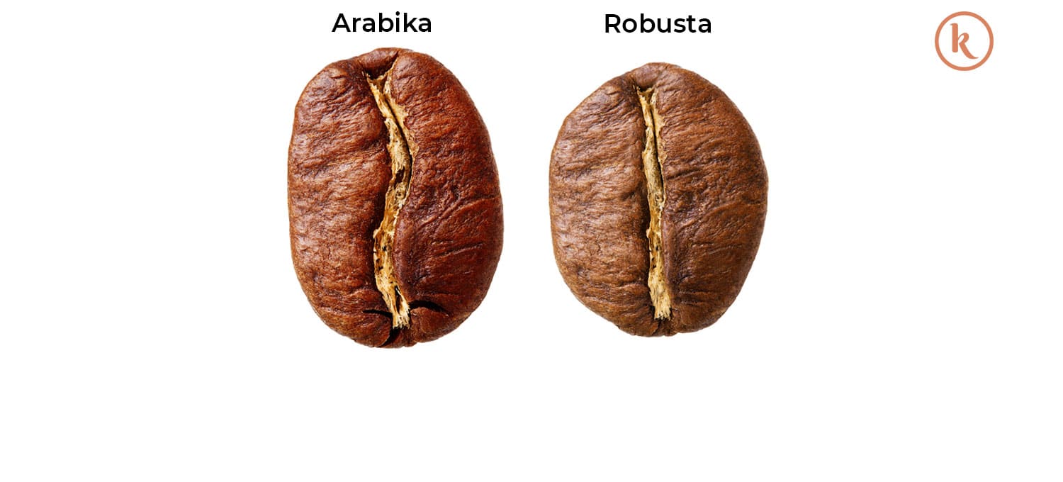 Perbedaan Kopi Robusta Dan Kopi Arabika Kopitem 0837