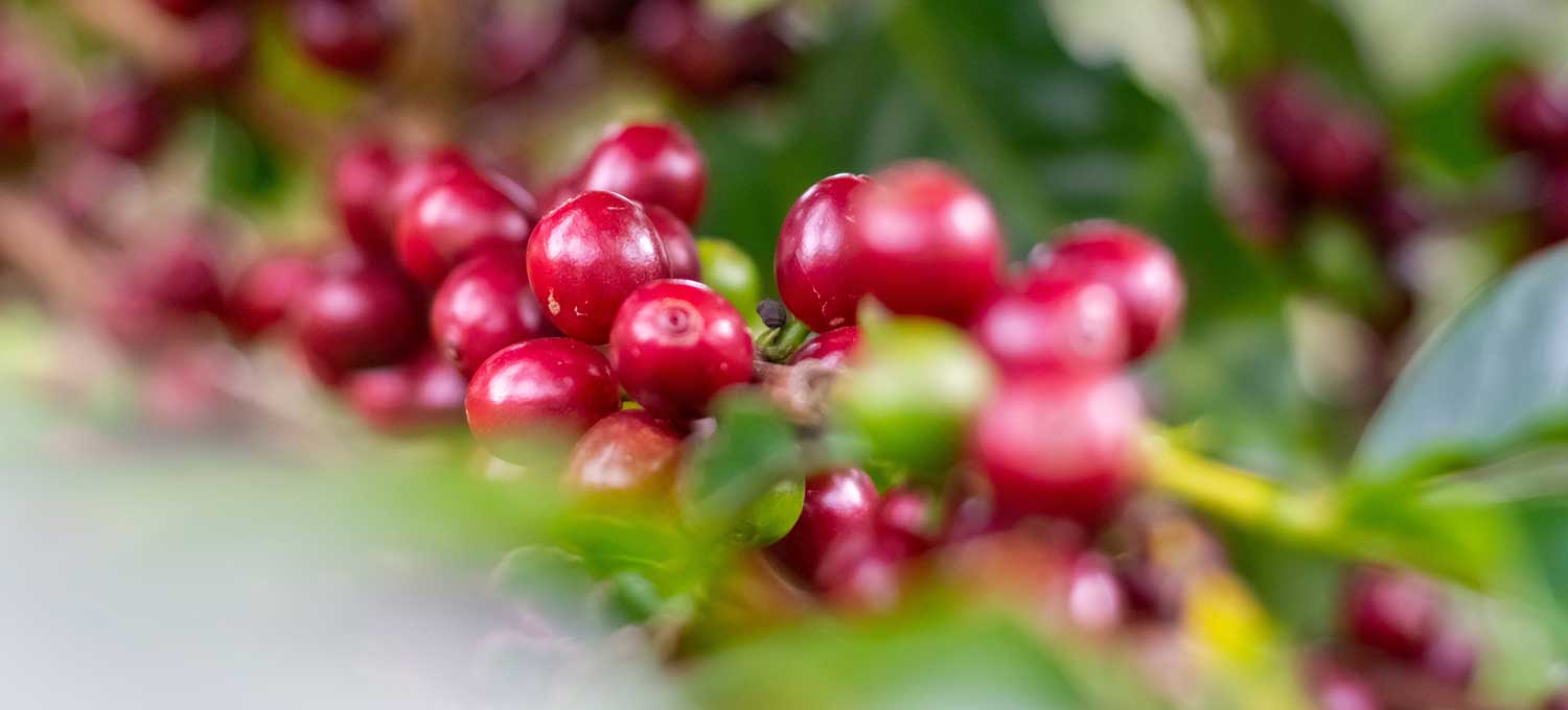 keunggulan-kopi-robusta