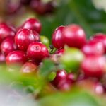 keunggulan-kopi-robusta-kopitem