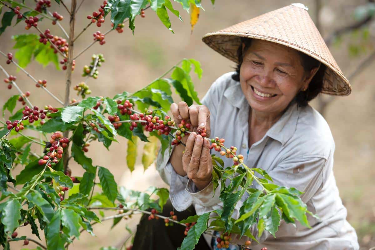 negara penghasil kopi - kopitem
