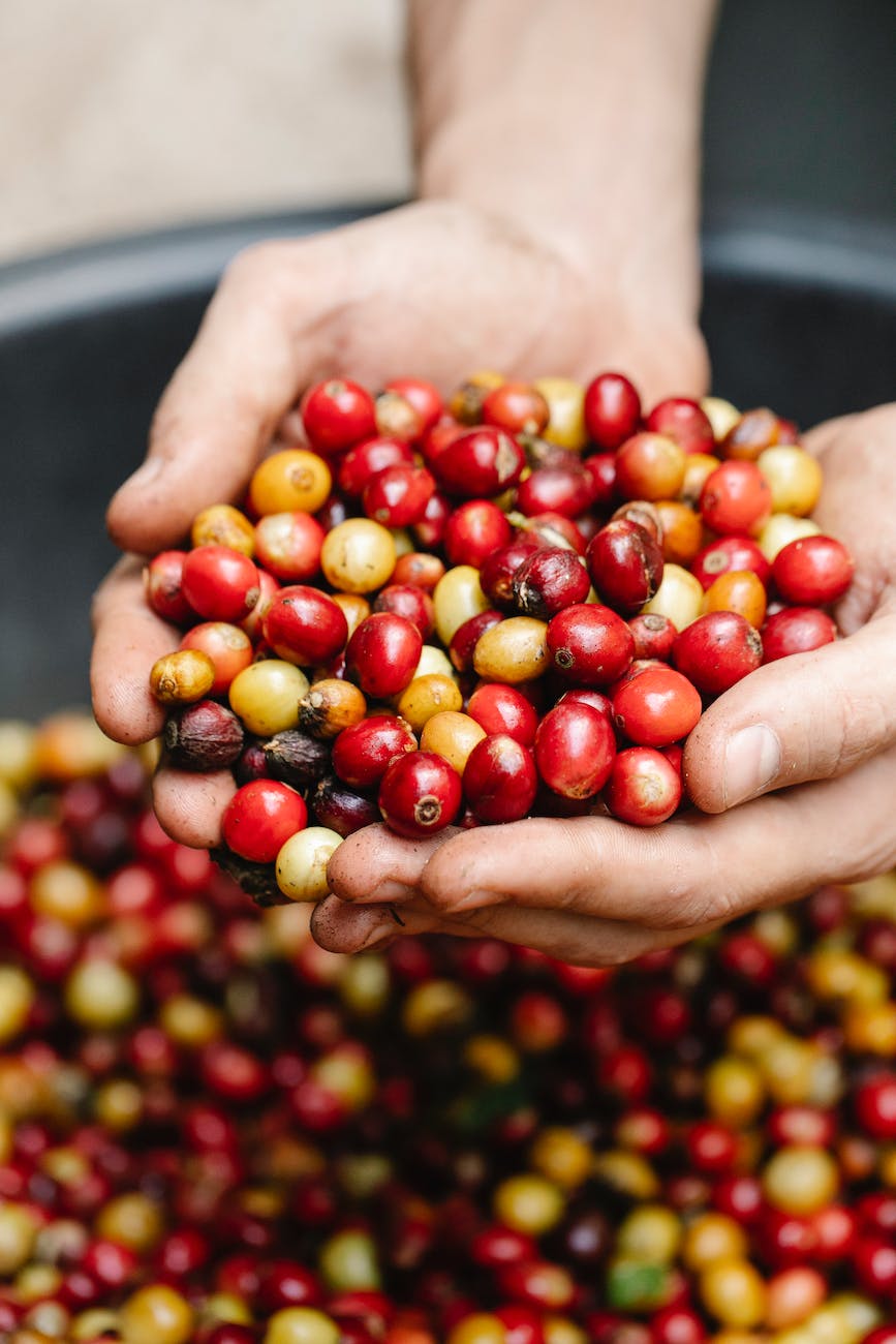 altitude pada kopi
