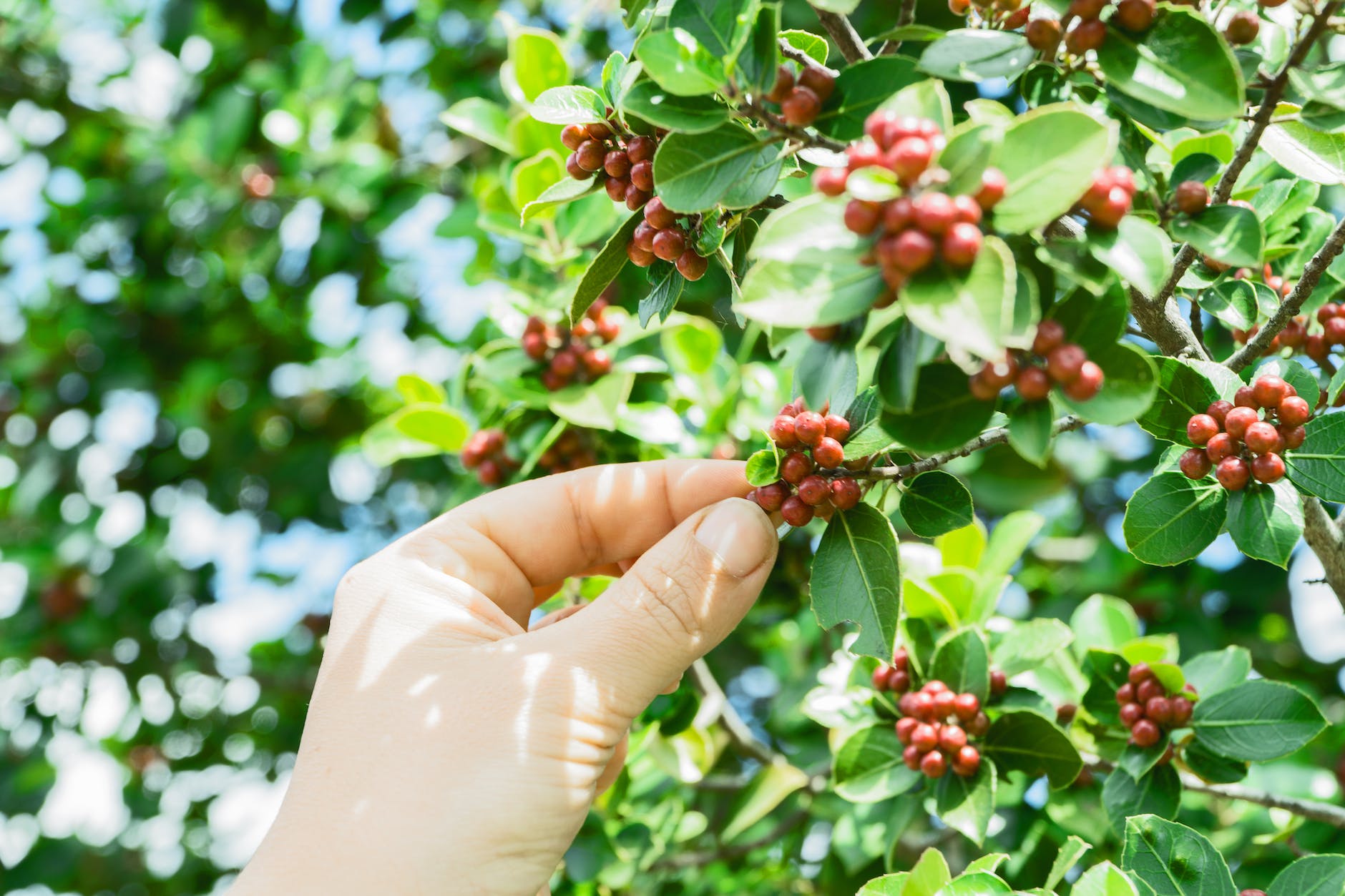 kopi varietas heirloom