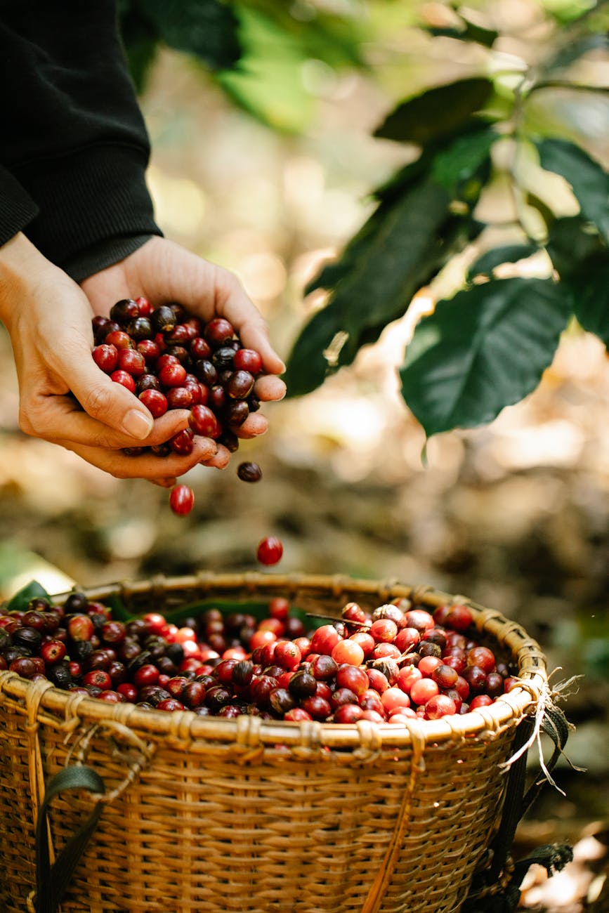 apa itu kopi organik