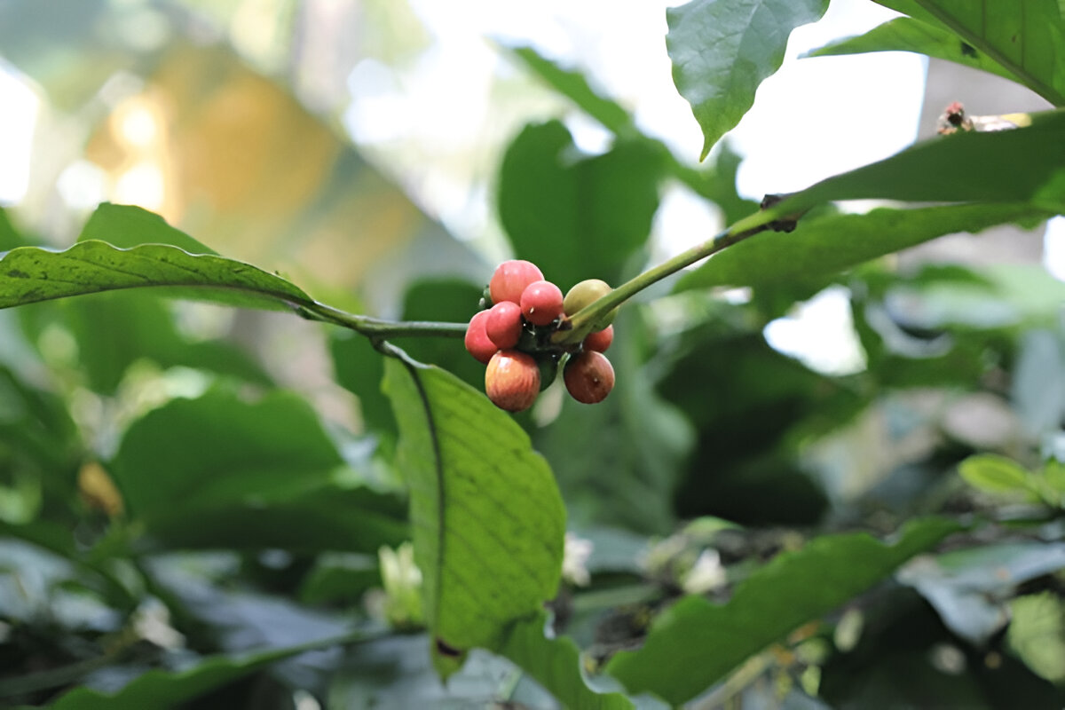 varietas kopi di dunia - kopitem.com